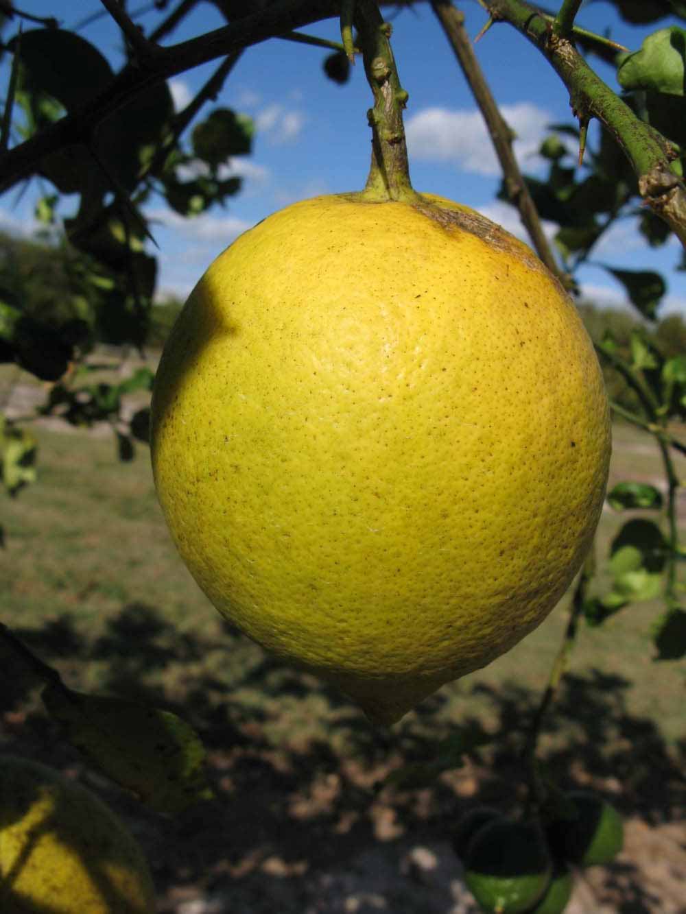              Fruit (Winter Haven, FL)       